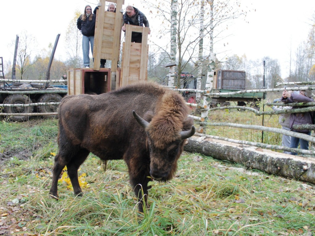 Зубры из Приокско-Террасного заповедника получили «прописку» в Смоленске