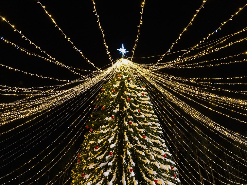 В Дубне главная городская елка станет на пять метров ниже