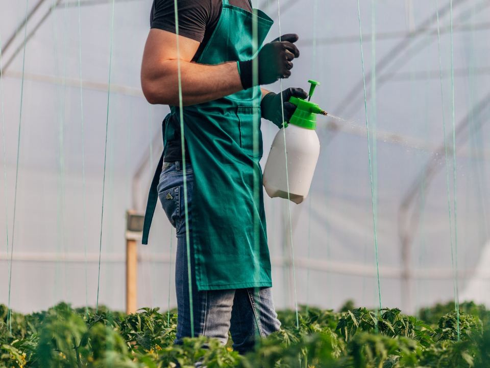 Советы для дачников: как подготовить теплицу к зиме, рассказали воскресенцы