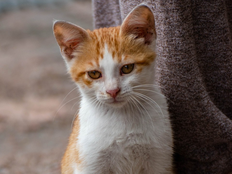 Осиротевший двухмесячный котенок из Менделеево ищет дом
