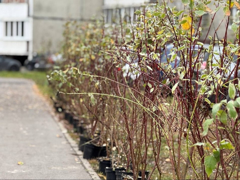 Кусты белого дерна высадили в Егорьевске