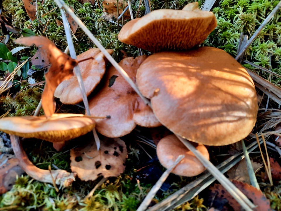 Раскрыты «золотые» места Сергиева Посада для сбора поздних грибов в ноябре 2025