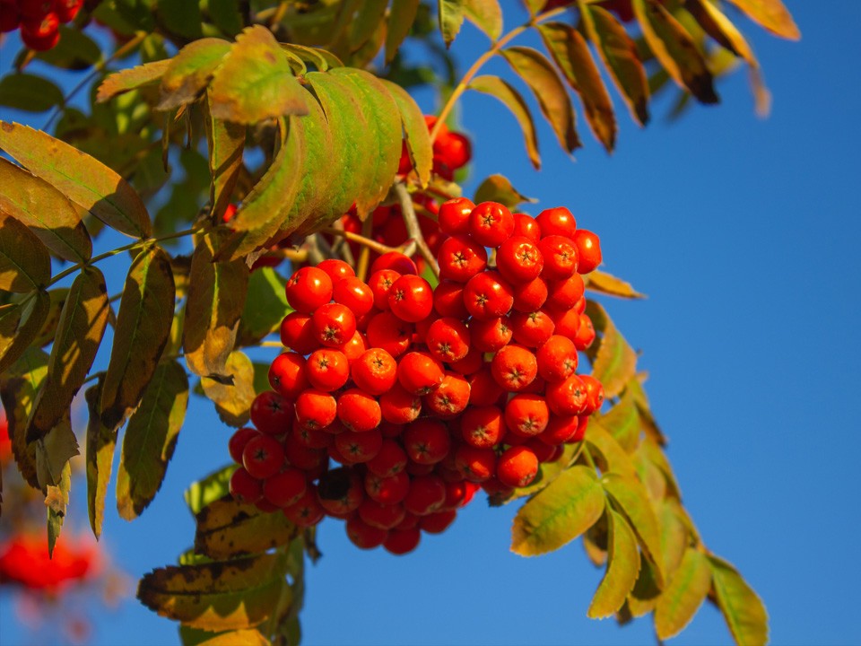 Много рябины — к лютой зиме: что предсказывают народные приметы