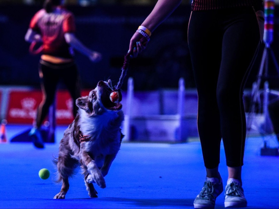 Самых умных собак выберут в Подмосковье: где и когда пройдет выставка «Евразия-2025»