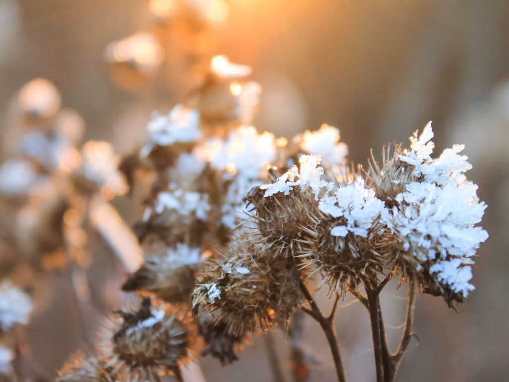 В Одинцове не ожидается устойчивого снега в ближайшие дни