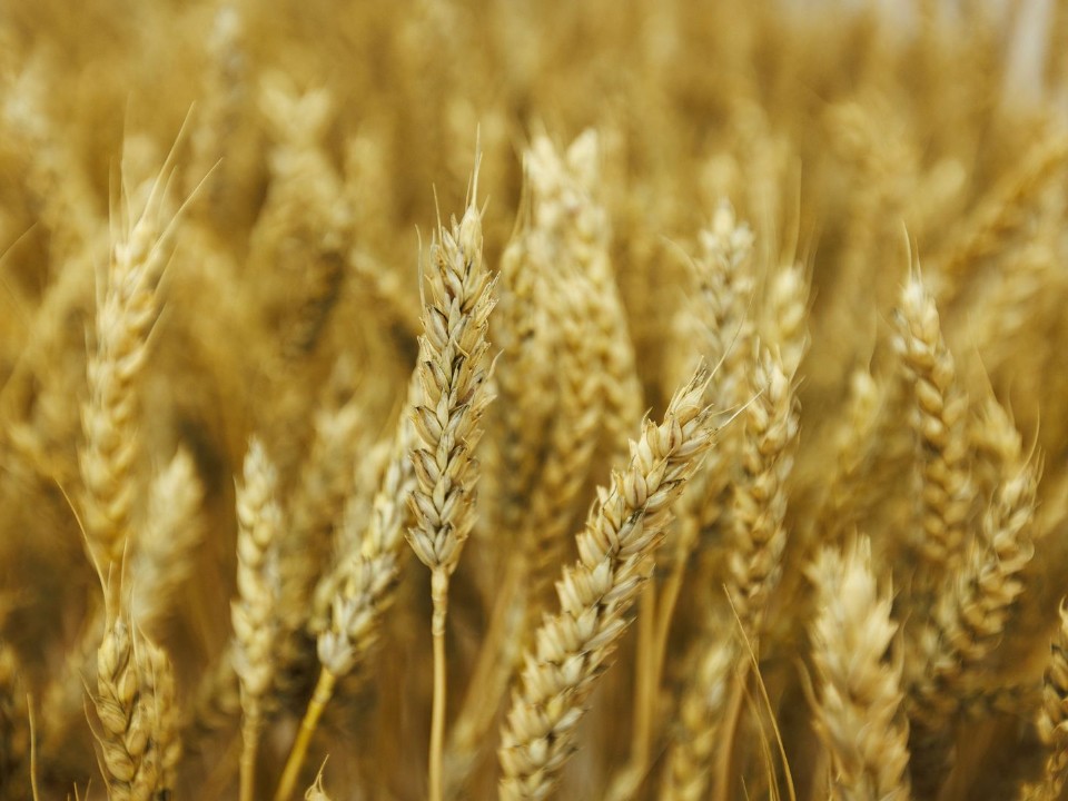 От поля до «Сенежа»: как стать топ‑менеджером агропромышленного комплекса за один конкурс