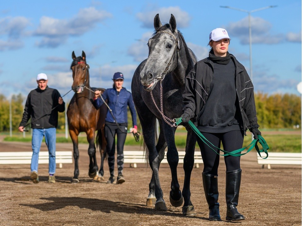 Табун лошадей взял под свой контроль дорогу у деревни Третьяково