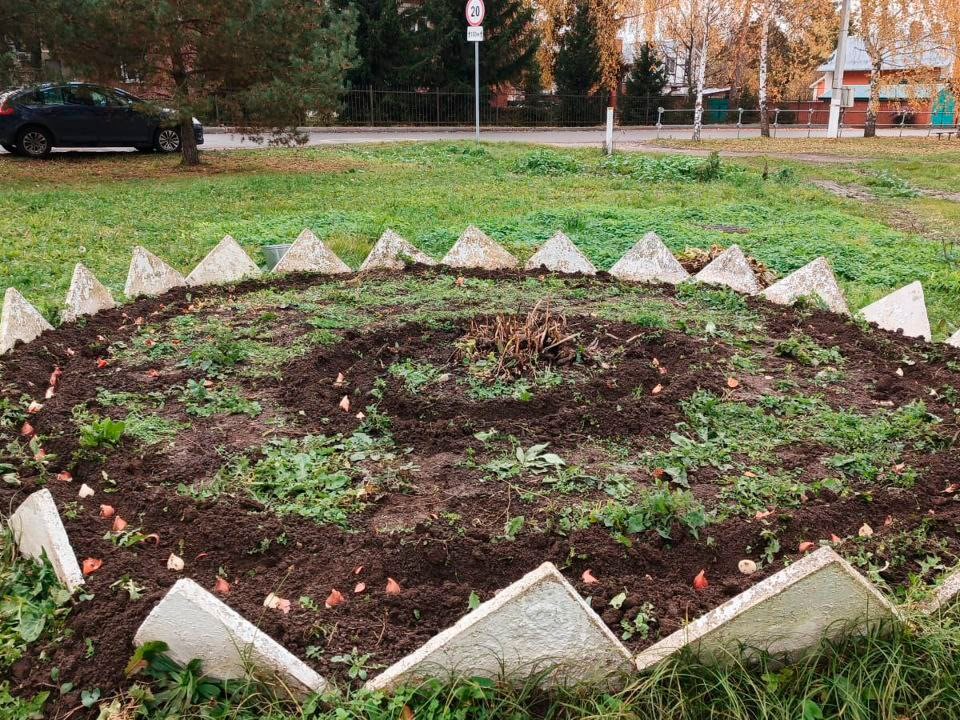 Более трех тысяч тюльпанов высадили в Зарайске