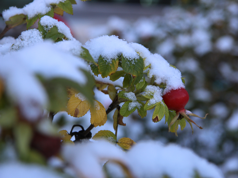 Первый снег выпал в Подольске
