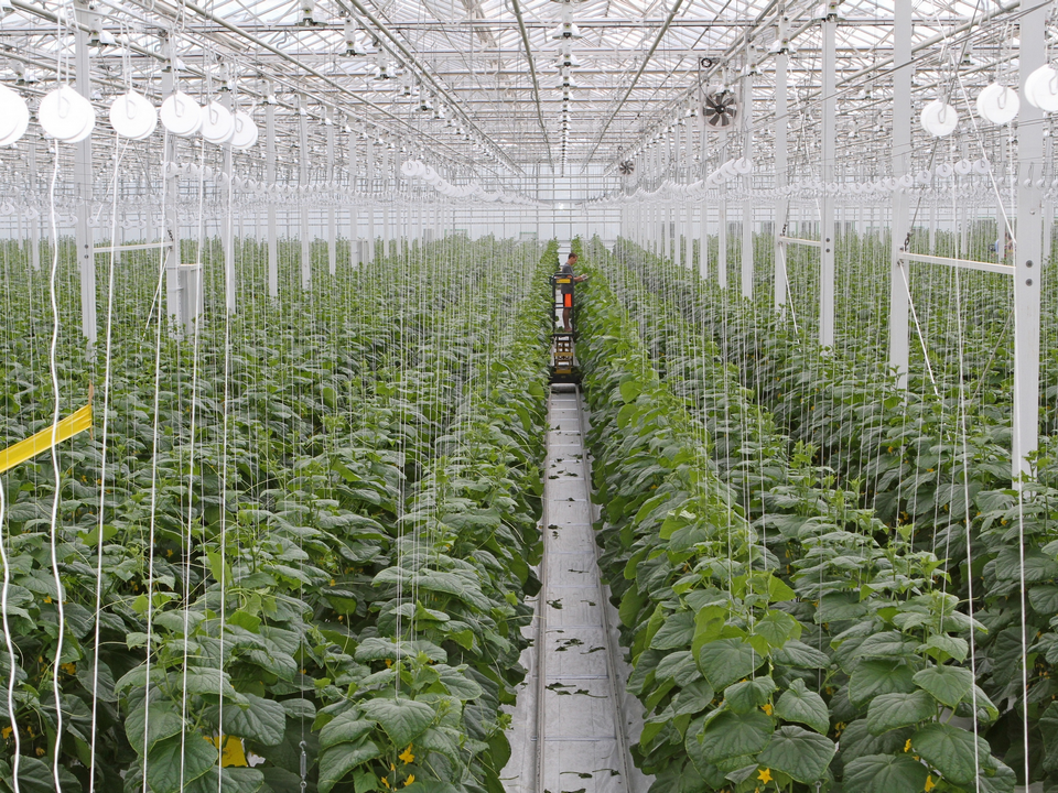 Современно, да зелено: тепличному комбинату «Луховицкие овощи» исполнилось 10 лет