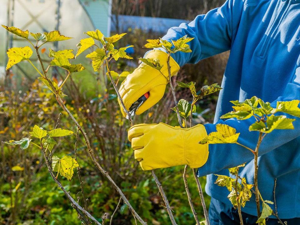 Не совершите эту ошибку: от ваших действий осенью зависит урожай смородины в следующем году