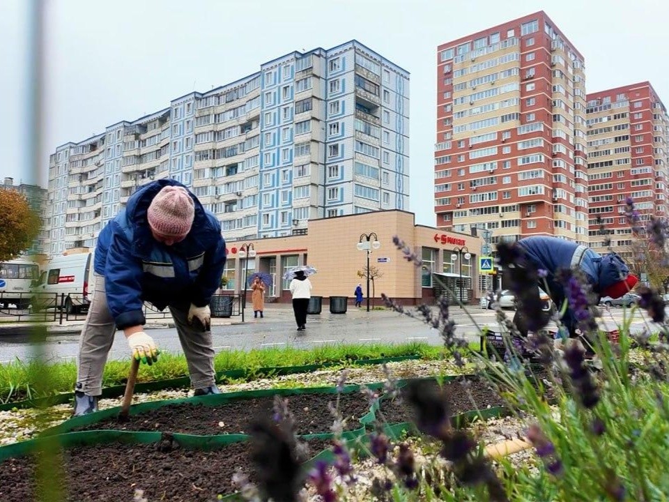 В Клину высадили более 8 тысяч тюльпанов на городских клумбах