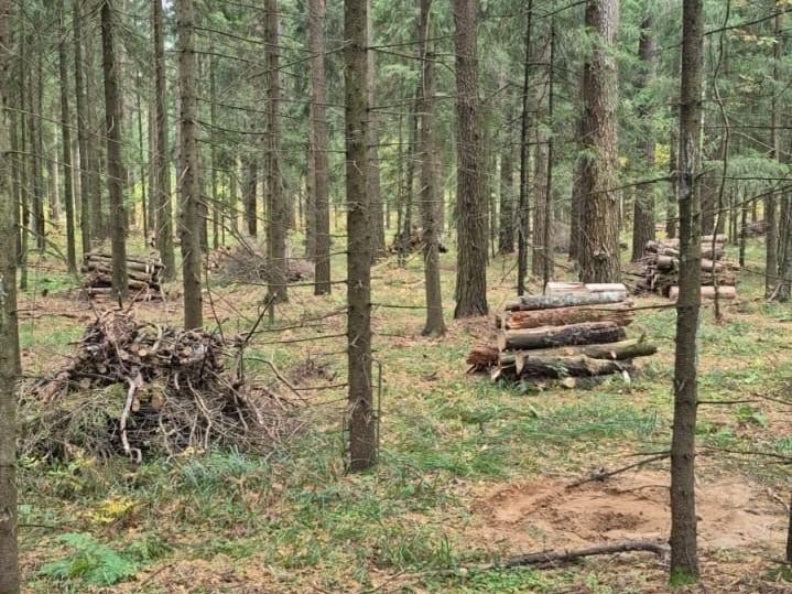 Санитарную уборку провели в лесничестве около Дядькино