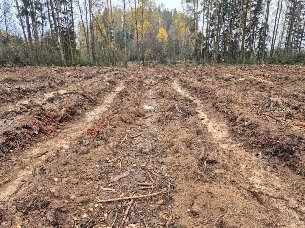 Одна рука рубит, другая сажает: где в Подмосковье взойдет новый лес