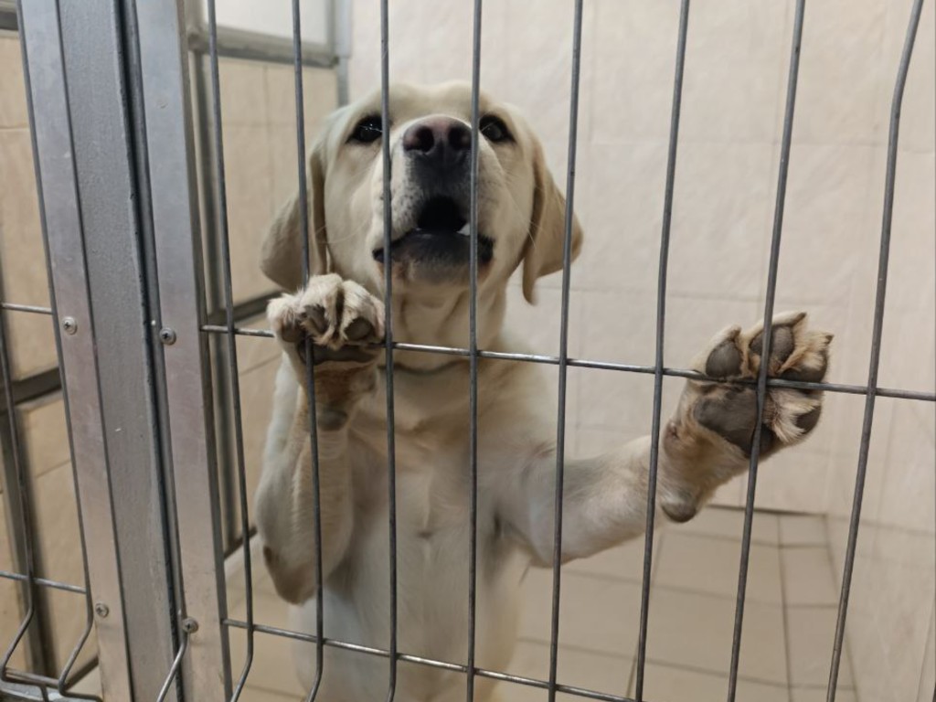 Четвероногий терапевт: в Раменском центре поддержки семей СВО появится особый сотрудник