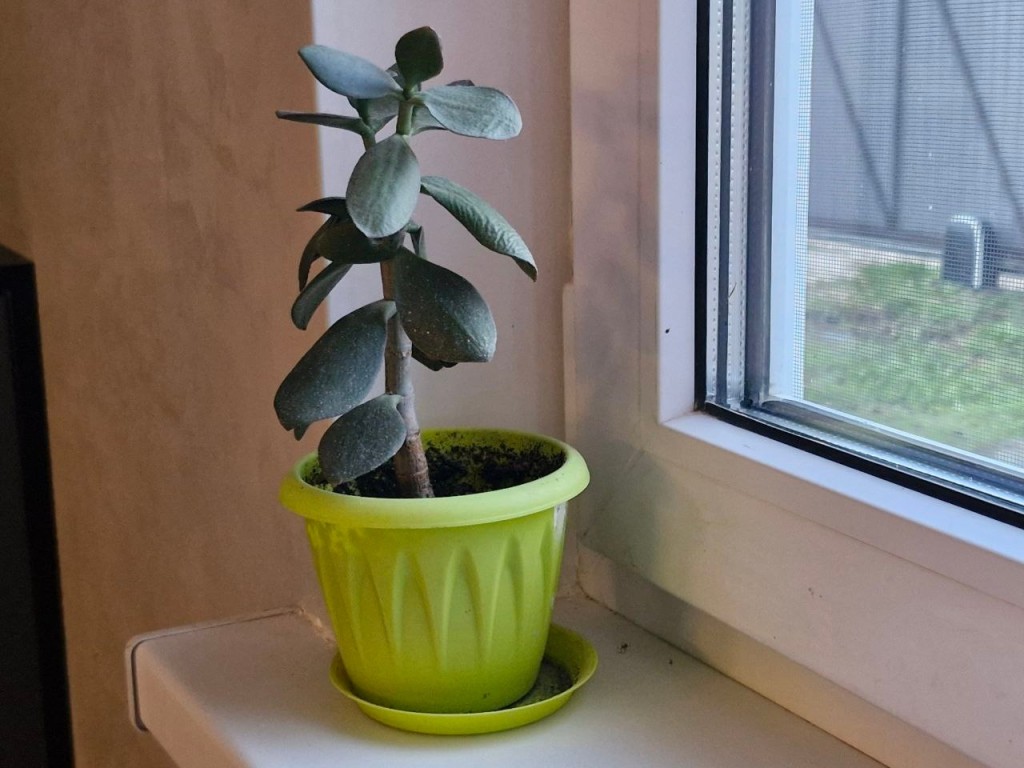 Они повсюду. Как избавиться от мошек на подоконнике