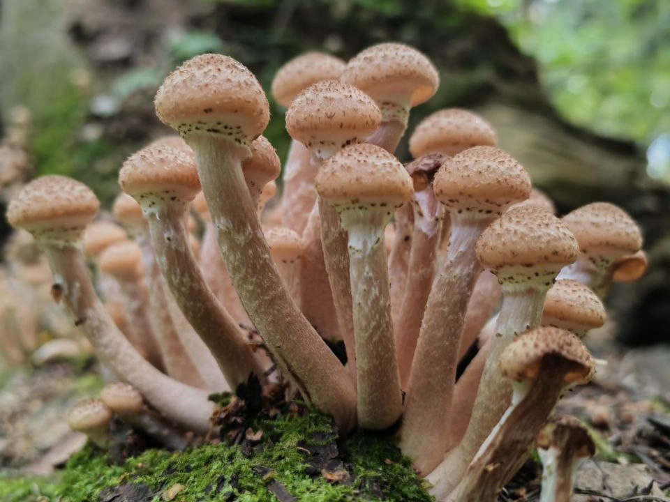 Охотники за грибами обнаружили в истринских лесах зимние опята