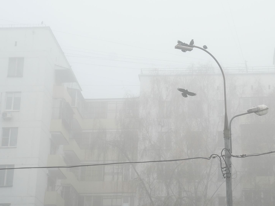 Туман с видимостью до 100 метров накроет Подмосковье в ближайший час