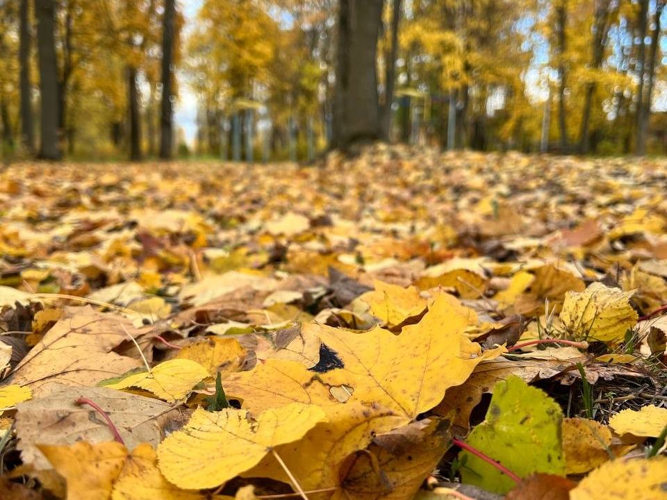 В конце октября на территории Московской области потеплеет до 10 градусов и выше