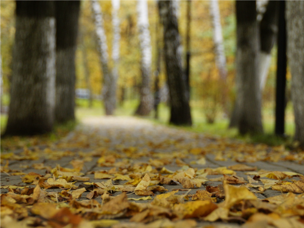 Власти Мытищ предлагают выразить мнение о воздуходувках и предложить способ осенней уборки