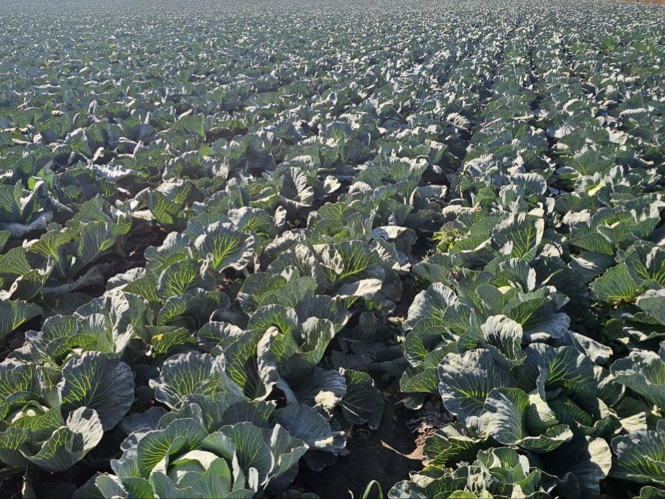 Ручной труд и дожди: стало известно почему капуста в Озерах растет лучше, чем грибы