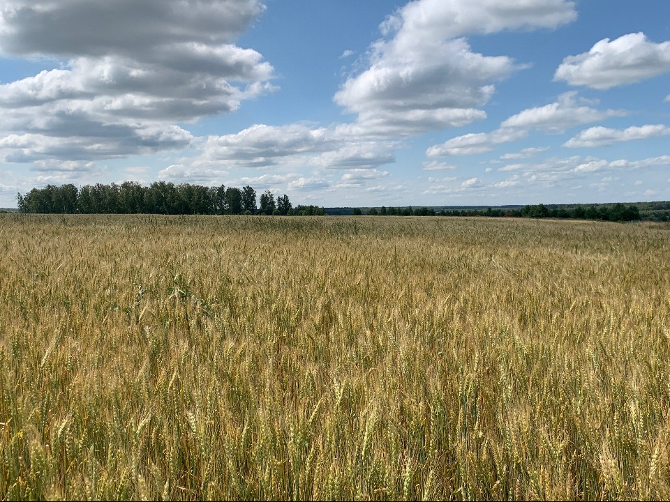 Кондрат да Ипат: что можно и нельзя делать 4 октября