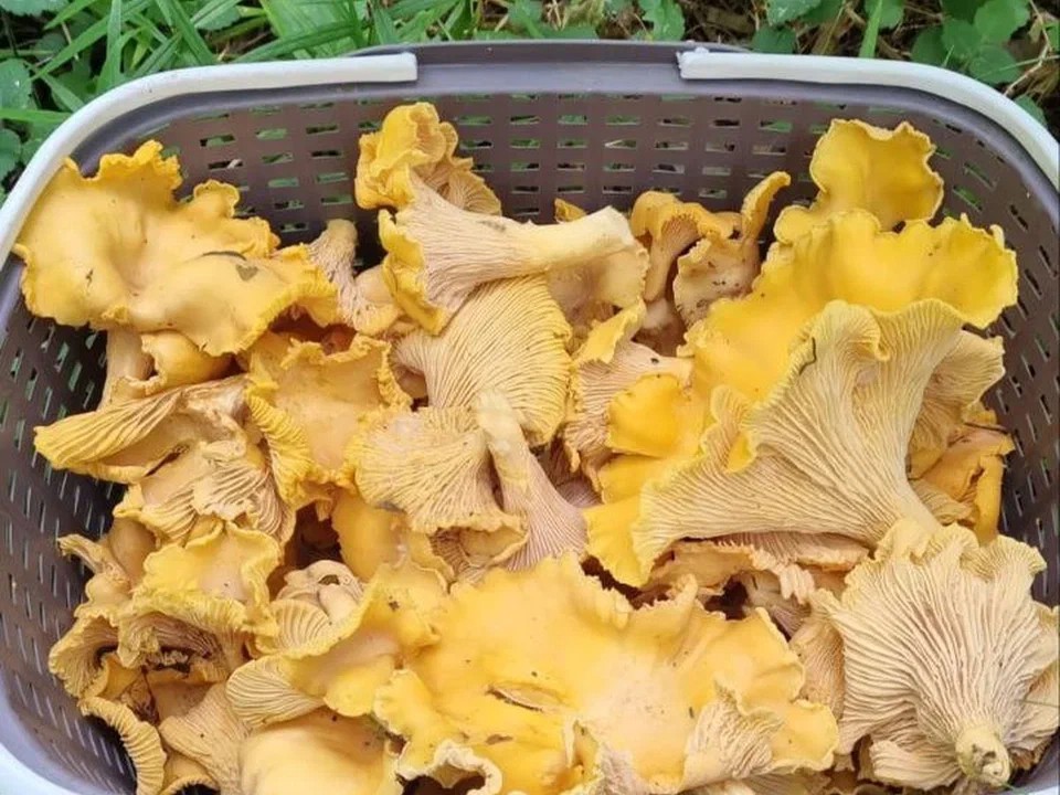 Платишь ₽15 тыс. — а грибов нет: как мошенники наживаются на доверчивых грибниках