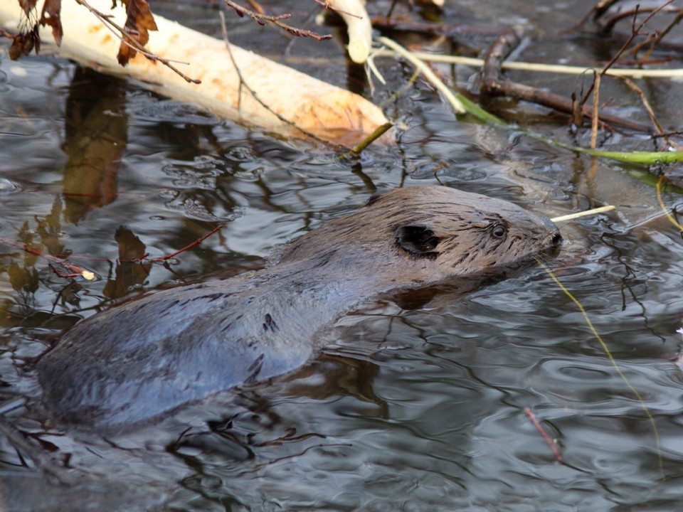 Биопруды очистных сооружений в Середникове облюбовали бобры