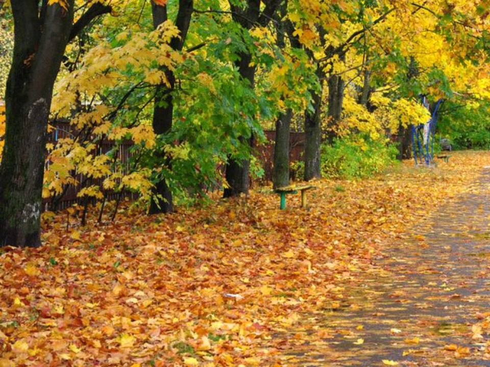 Осенняя фотосессия в листьях может закончиться больницей: красногорский врач предупредила о скрытой угрозе