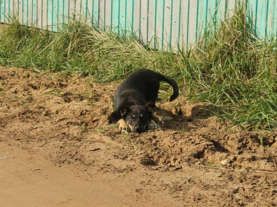 В округе ищут дом для спасенного с улицы щенка