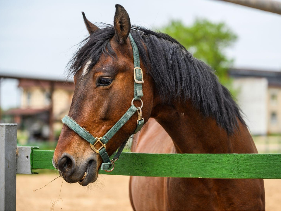 Не пропустите тревожные сигналы: есть ли лихорадка Западного Нила в Подмосковье?
