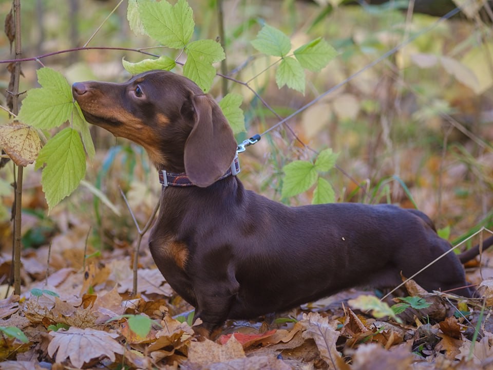Люберчане смогут искать домашних животных через сервис «Добродел»