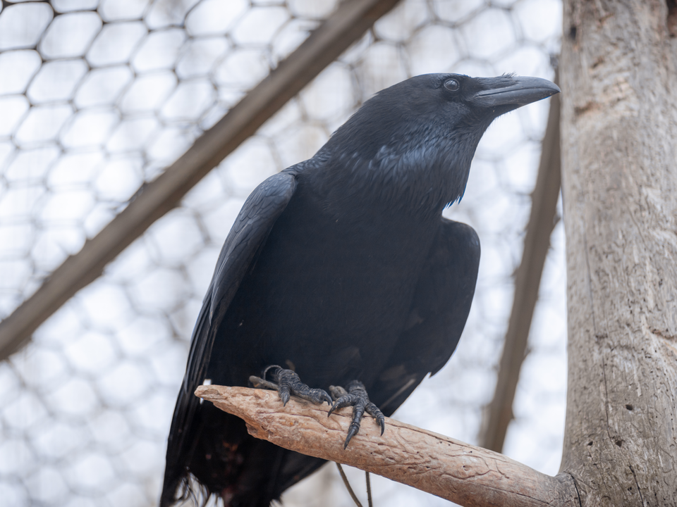 Каширские вороны болтают напропалую и проверяют коммунальную технику