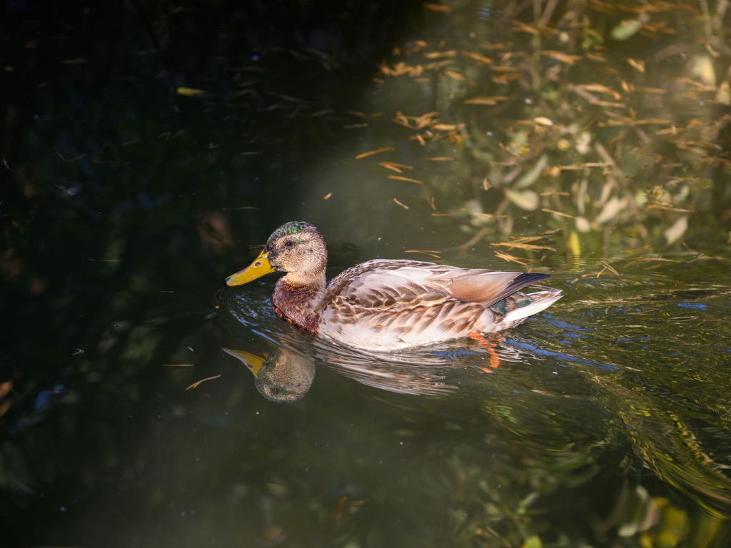 Кряквы остановились на пруду в Селятине перед дальним перелетом