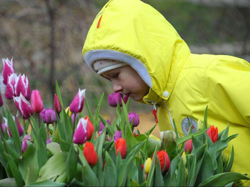 Тысячи голландских тюльпанов украсят весной клумбы Волоколамска