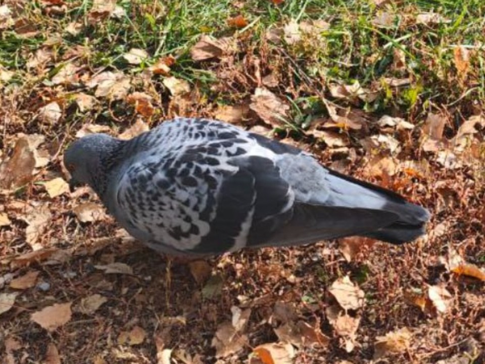 В Волоколамске жильцы больше не страдают от голубиного помета