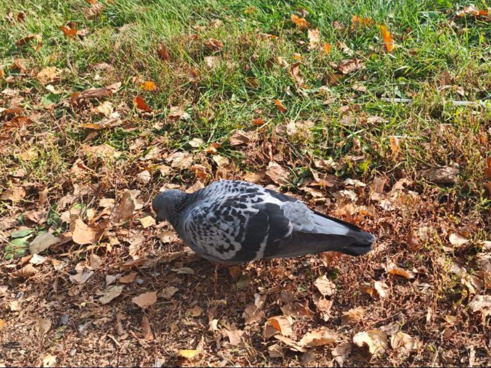 С чердака волоколамской трехэтажки выселили самовольно занявших его голубей