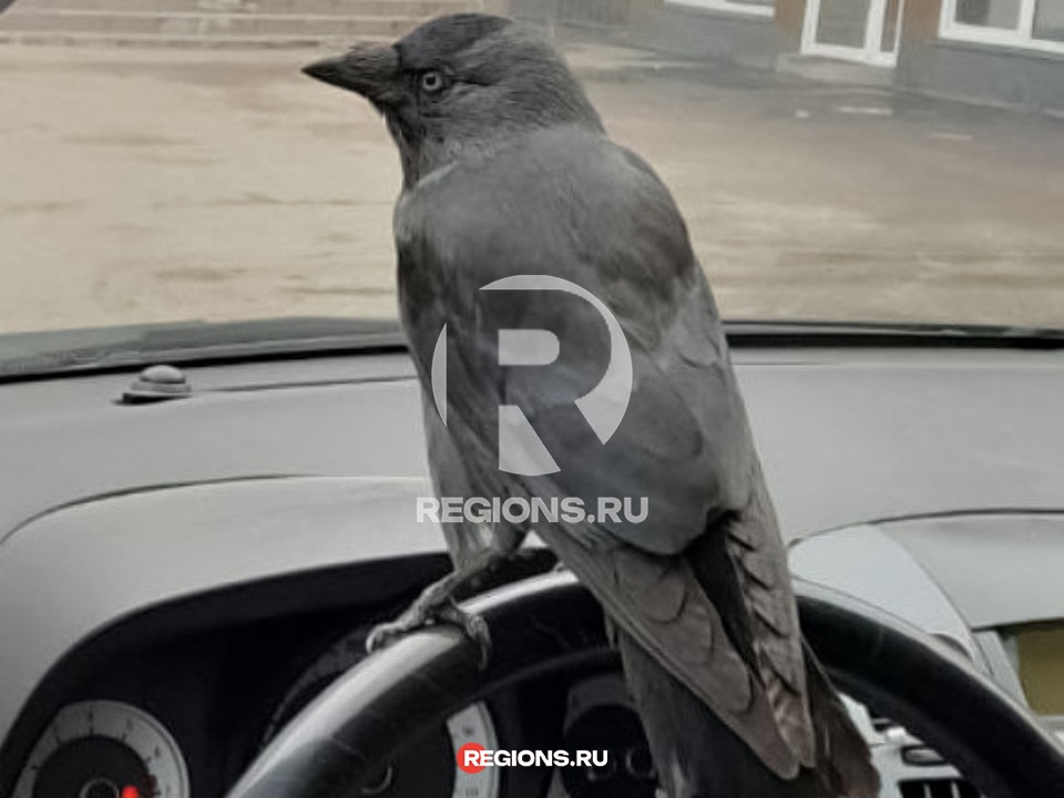 Галка попыталась «угнать» автомобиль на заправке в Одинцове