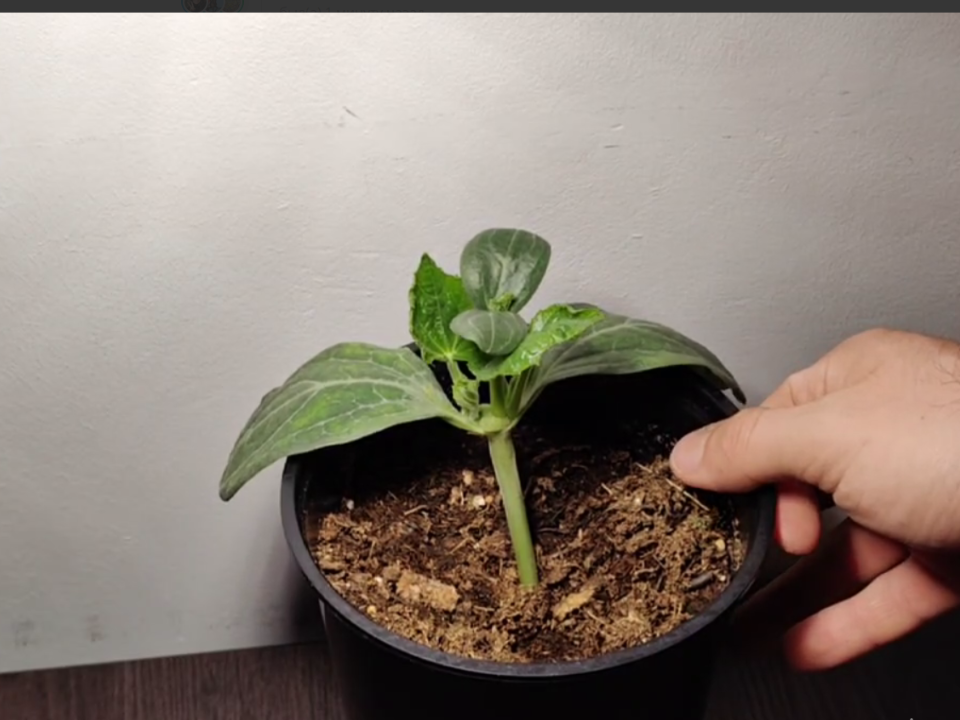 Электрогорский овощевод Чусов снова удивляет: новый эксперимент с арбузом под зиму