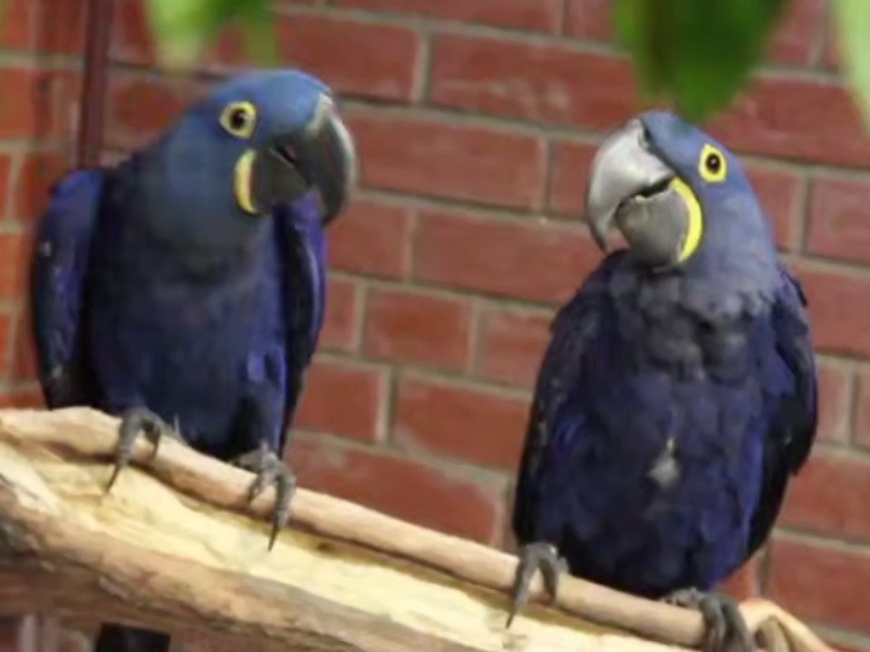 К волоколамской Лапочке подселили громогласных приятелей