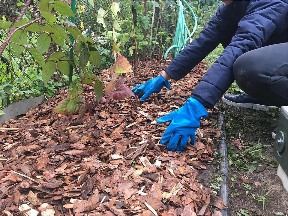 Помогают ли лунные календари в садоводстве: ответ биолога