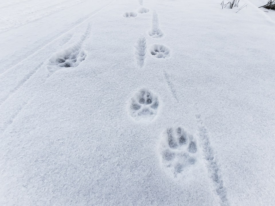 Синоптик Ильин посоветовал сменить резину из-за мокрого снега в середине октября