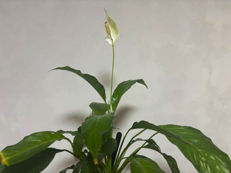 Влага и свет: дизайнер из Чехова рассказала, что делать, чтобы в доме цвело «женское счастье»