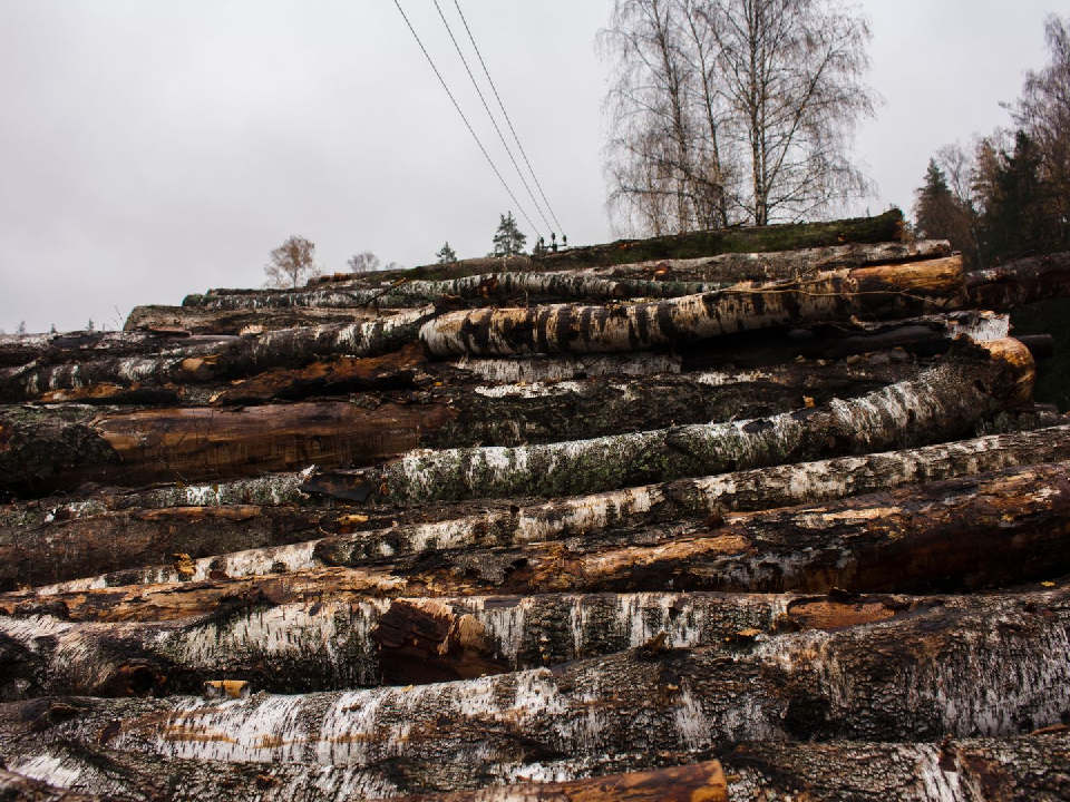 Жителям объяснили, зачем вырубают деревья в районе рынка «Большая Волга»