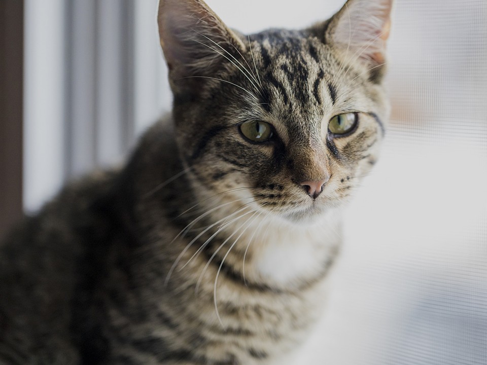 В Рекинцо жители спасли раненого кота