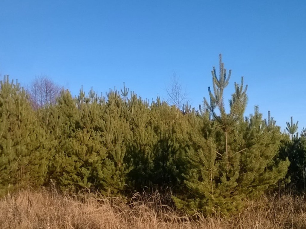 В округе площадь лесов увеличилась почти на четыре гектара
