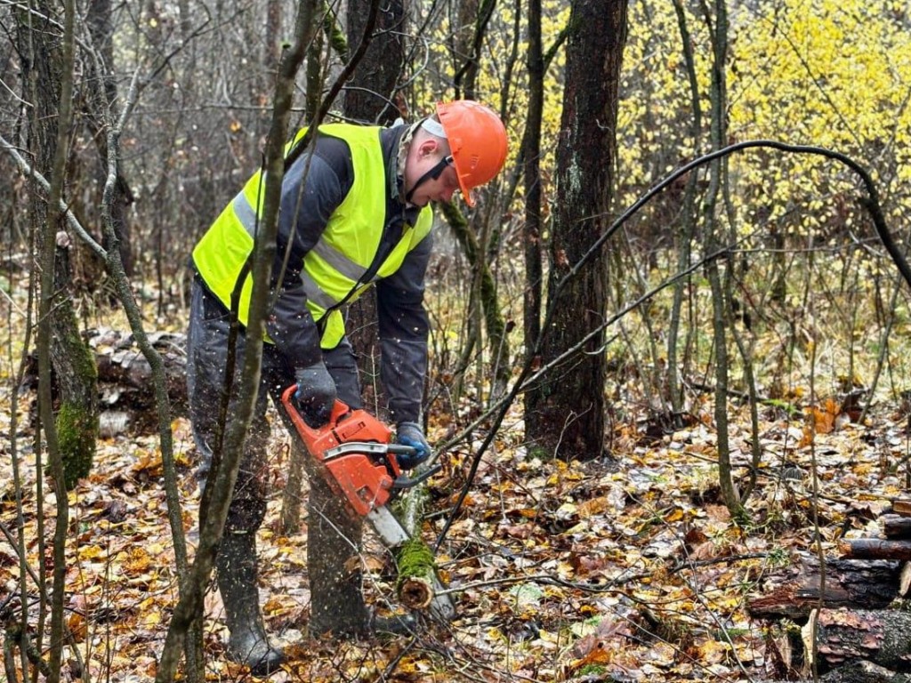 От сухостоя до валежника: что убирают в Воскресенском лесничестве и зачем
