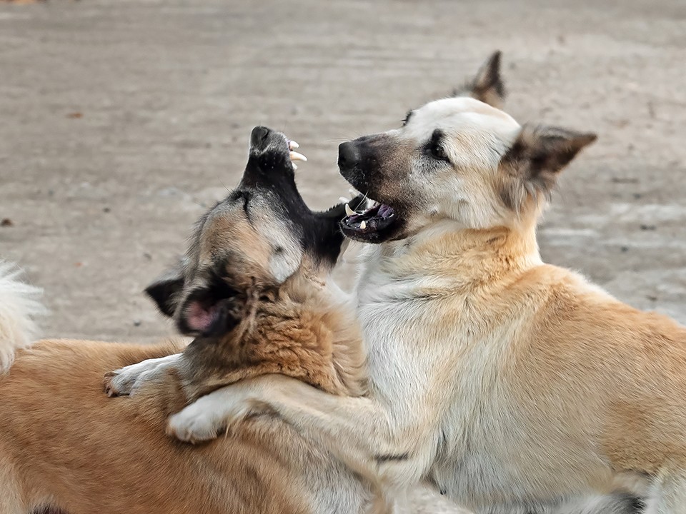 Две собаки на самовыгуле терроризируют жителей Истры