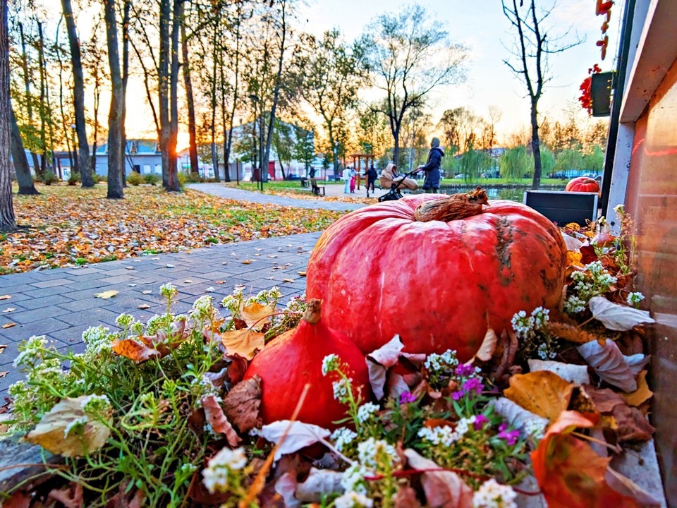Тепло до +15 и туман: какая погода ждет жителей Пушкино 8 октября