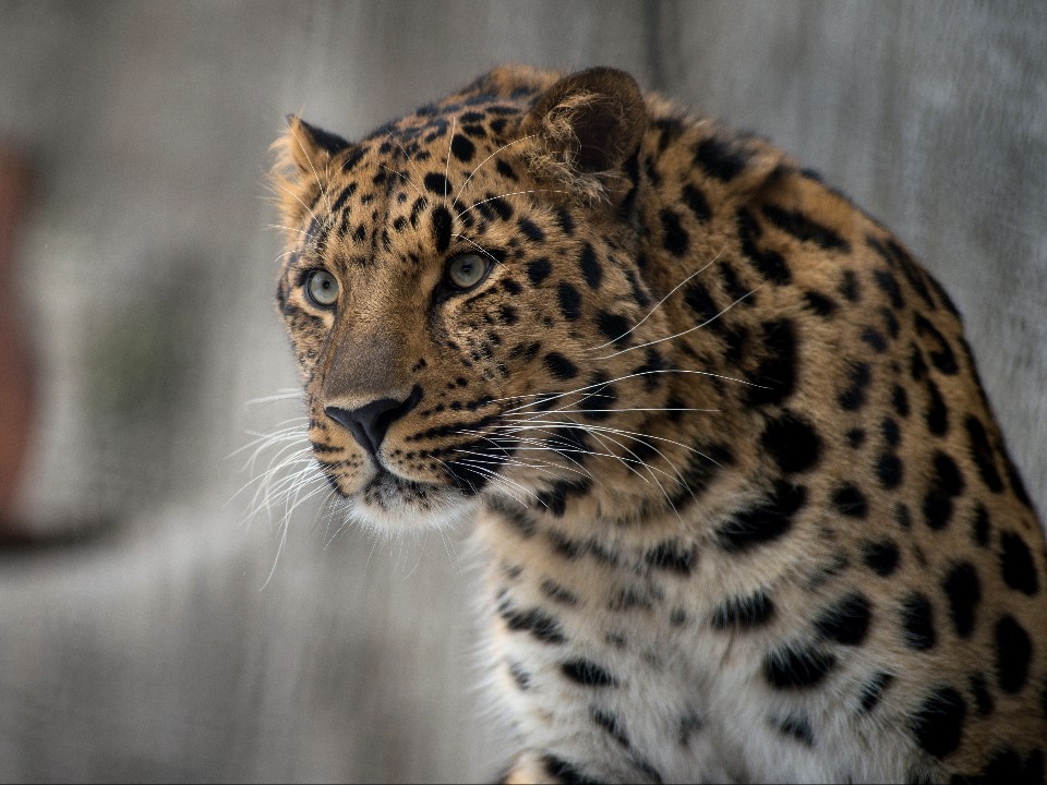 Леопард из Клина показал, как правильно умываться